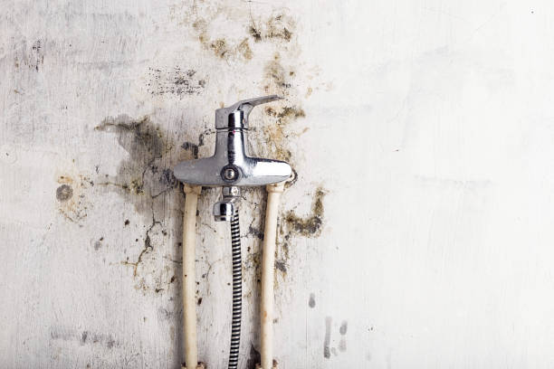 Best White Mold Remediation in Forest, MS