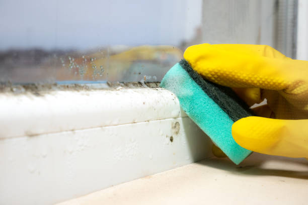 Best Post-Flood Mold Remediation in Forest, MS